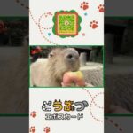 バイオパークの動物達のクレジットカード登場‼️ #クレカ(YouTube)