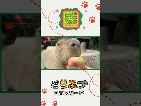 バイオパークの動物達のクレジットカード登場‼️ #クレカ(YouTube)