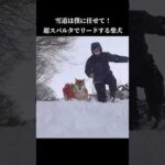 柴犬は超スパルタ！？人間の散歩手伝います #shibainu #犬のいる暮らし #大雪(YouTube)