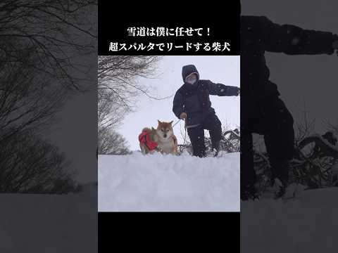 柴犬は超スパルタ！？人間の散歩手伝います #shibainu #犬のいる暮らし #大雪(YouTube)