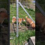 「犬は今を生きる」そのものですね(YouTube)