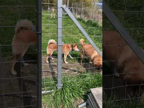 「犬は今を生きる」そのものですね(YouTube)