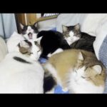 お父さんが帰ってきた気配で玄関までお迎えに行く猫(YouTube)