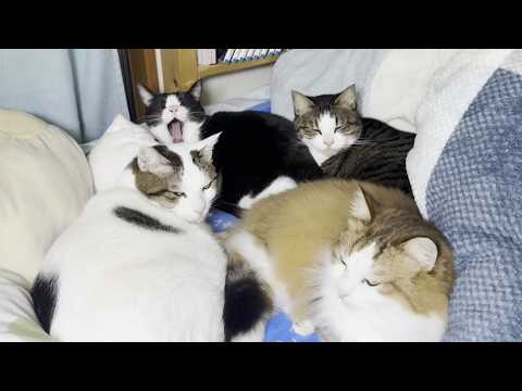 お父さんが帰ってきた気配で玄関までお迎えに行く猫(YouTube)