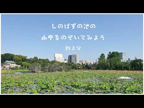 しのばずの池をのぞいてみよう(YouTube)