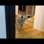 子猫くまきちが今日は大変な事になってまして…(YouTube)