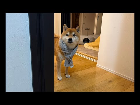 子猫くまきちが今日は大変な事になってまして…(YouTube)