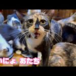 ないにょ アタチのごはん  2026 03 20 1(YouTube)