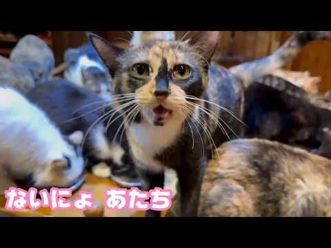 ないにょ アタチのごはん  2026 03 20 1(YouTube)