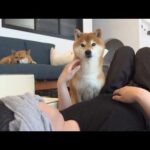 柴犬はいつもと違うパパに、真っ先に気づきました(YouTube)