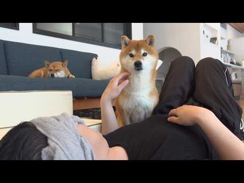 柴犬はいつもと違うパパに、真っ先に気づきました(YouTube)