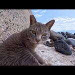 防波堤下でゴロゴロ寝転ぶ猫たちがかわいすぎた(YouTube)