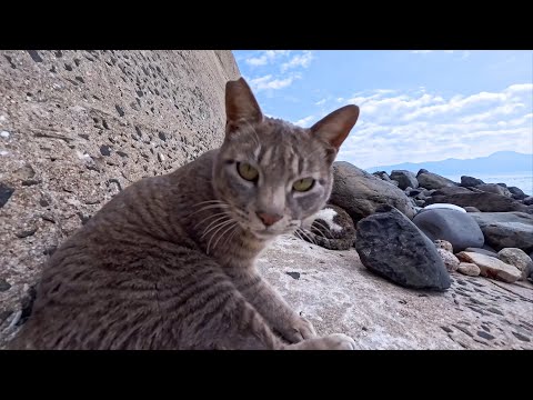 防波堤下でゴロゴロ寝転ぶ猫たちがかわいすぎた(YouTube)