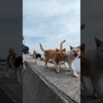 人を見るととりあえず寄ってくる猫島の猫たち(YouTube)
