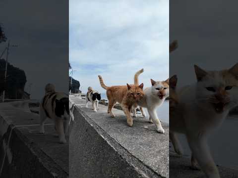 人を見るととりあえず寄ってくる猫島の猫たち(YouTube)