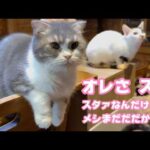 オレさスコだからね スタァなんだけどさ  メシまだなんですけどね  2026 03 29 1(YouTube)