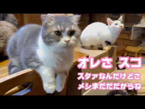 オレさスコだからね スタァなんだけどさ  メシまだなんですけどね  2026 03 29 1(YouTube)