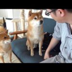 柴犬はパパの異変に気づきました(YouTube)