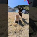 元気に暴れる茶トラ猫ちゃんをスロー再生で観察してみた #猫 #ねこ #cat(YouTube)