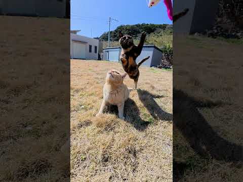 元気に暴れる茶トラ猫ちゃんをスロー再生で観察してみた #猫 #ねこ #cat(YouTube)