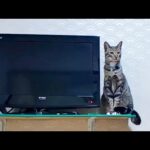 【猫旅館】部屋に入ってきた猫ちゃん、まずは客室内の設備チェック(YouTube)