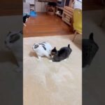 コレぞ尻尾を巻いて逃げる(YouTube)