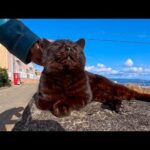 猫島の防波堤に座ったら、黒猫が当然のように隣に座ってきた話。(YouTube)