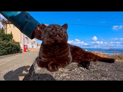 猫島の防波堤に座ったら、黒猫が当然のように隣に座ってきた話。(YouTube)