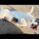 初対面のハチワレ猫ちゃんとふれ合ったらメチャクチャ懐いてきた(YouTube)