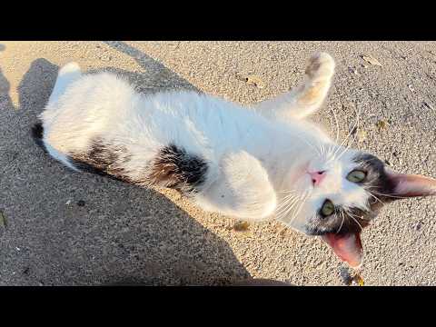 初対面のハチワレ猫ちゃんとふれ合ったらメチャクチャ懐いてきた(YouTube)