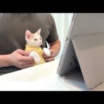 新しく家族になる先住猫たちと画面越しに面会したらまさかのこうなっちゃいましたwww(YouTube)