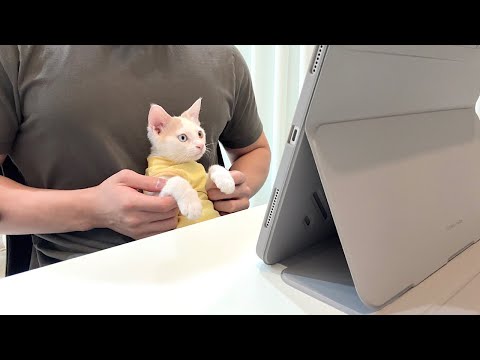 新しく家族になる先住猫たちと画面越しに面会したらまさかのこうなっちゃいましたwww(YouTube)