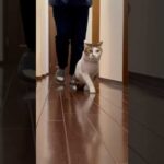 裸でルンルン晩ごはん🍲🎶　#cats(YouTube)