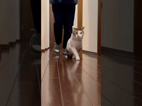 裸でルンルン晩ごはん🍲🎶　#cats(YouTube)