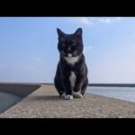 防波堤を登って撫でられに来る猫…(YouTube)