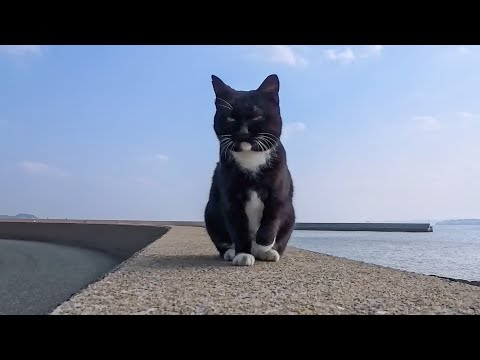 防波堤を登って撫でられに来る猫…(YouTube)