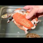 ド派手なカメたちを入荷しました【アニマルシェ販売生体紹】(YouTube)