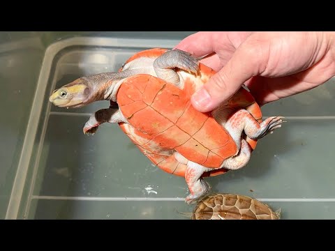 ド派手なカメたちを入荷しました【アニマルシェ販売生体紹】(YouTube)