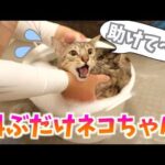お風呂の作法を忘れてしまい、どうしたいいのかわからなくなった猫(YouTube)