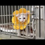 手術が終わり入院してた子猫を迎えに行ったら寂しすぎてこうなっちゃってました…(YouTube)