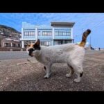 道路脇に座っていたら三毛猫ちゃんがこっちに歩いてきた(YouTube)