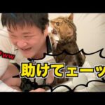 ３年ぶりにロゼを風呂に入れたら鼓膜破れるかと思ったわｗｗｗ(YouTube)