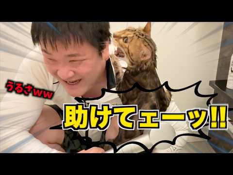 ３年ぶりにロゼを風呂に入れたら鼓膜破れるかと思ったわｗｗｗ(YouTube)