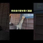 待合室の窓を覗く猫達 #猫 #ねこ #cat(YouTube)