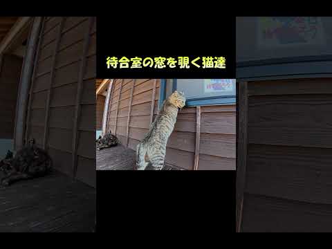 待合室の窓を覗く猫達 #猫 #ねこ #cat(YouTube)