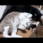 詰めが甘いが優しすぎる弟猫にぷくぅーとなったり癒されたりな姫猫です(YouTube)