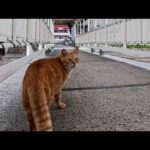 切符売り場前の猫集会へ…ゆっくり向かう茶トラ猫ちゃんが可愛すぎた(YouTube)