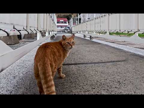 切符売り場前の猫集会へ…ゆっくり向かう茶トラ猫ちゃんが可愛すぎた(YouTube)