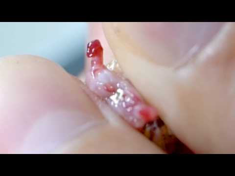 蛇のチ●コをチェックしていくお仕事(YouTube)