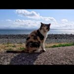 猫島の防波堤に座ったら…三毛猫がついてきて隣に座る奇跡の瞬間【感動】(YouTube)